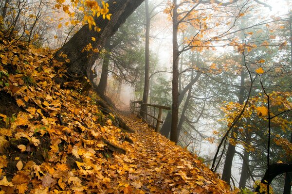 Paesaggio autunnale. Parco in caduta delle foglie