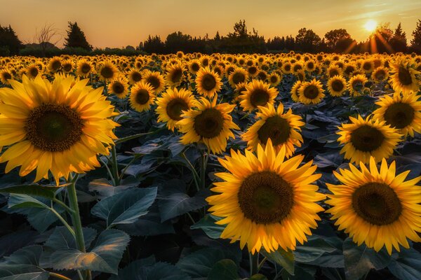 Girasoles en el fondo de una puesta de sol de verano