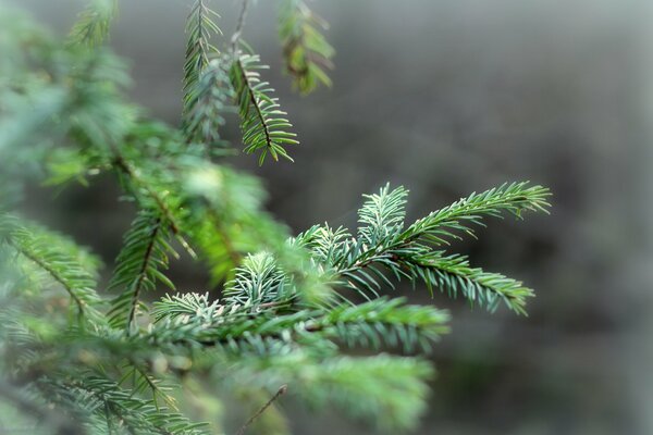 Coniferous branches are bright green