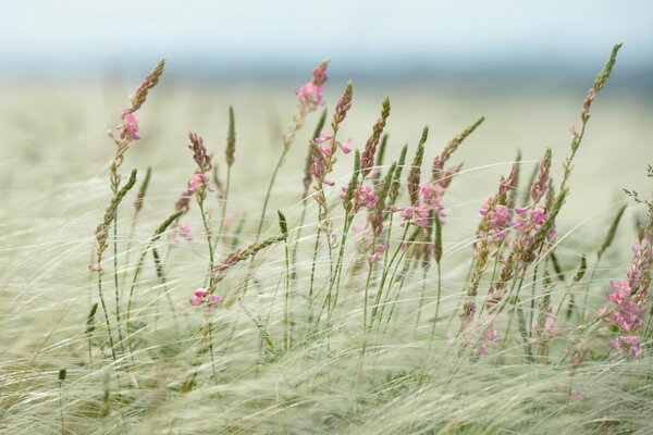 Der Wind kippt Gras im Feld