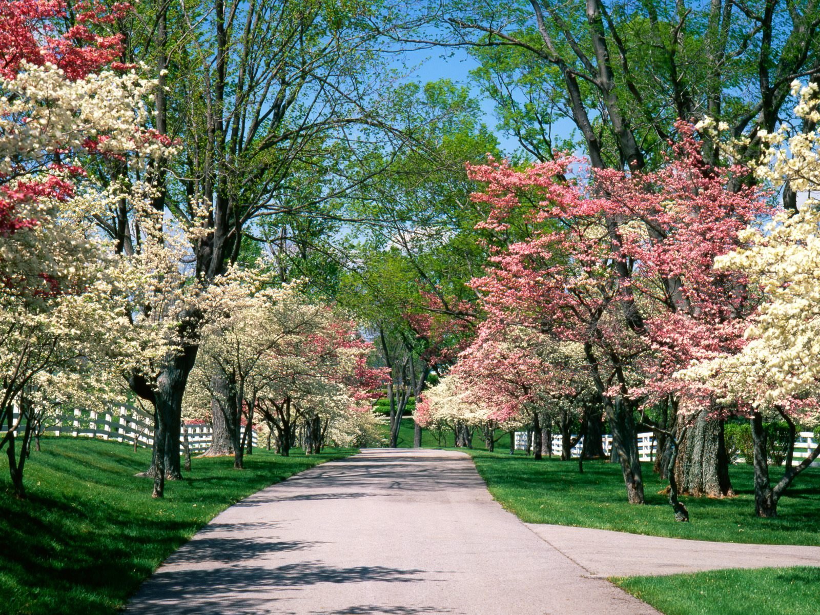 printemps floraison parc allée