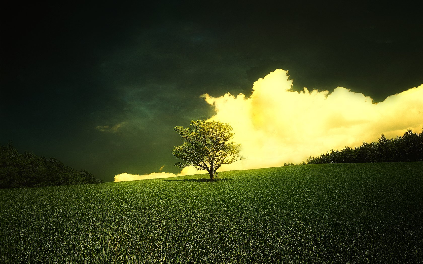 herbe fraîche prairie arbre nuages