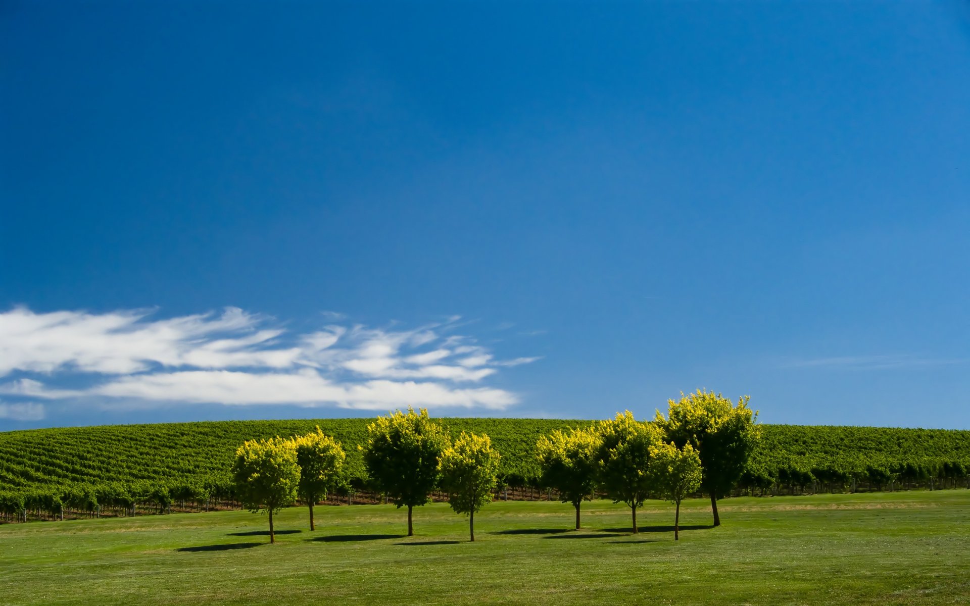 giardino prato alberi cielo