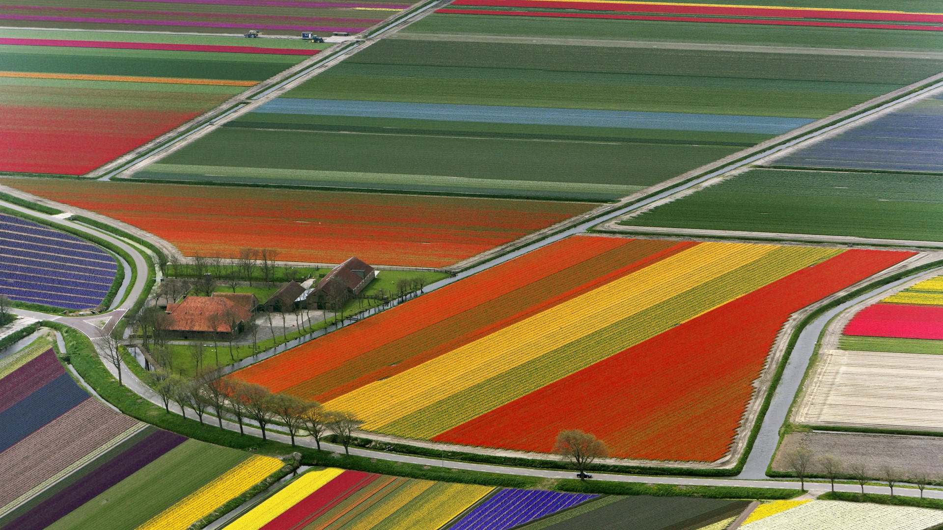 feld tulpen niederlande