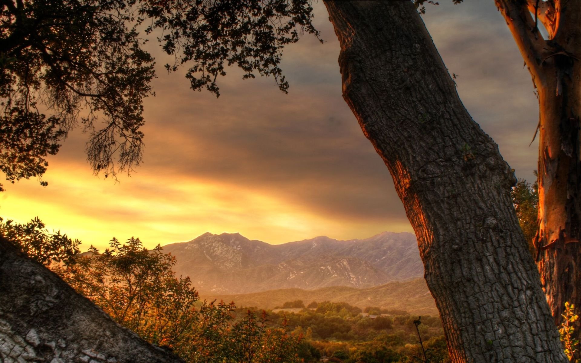 dal albero montagne