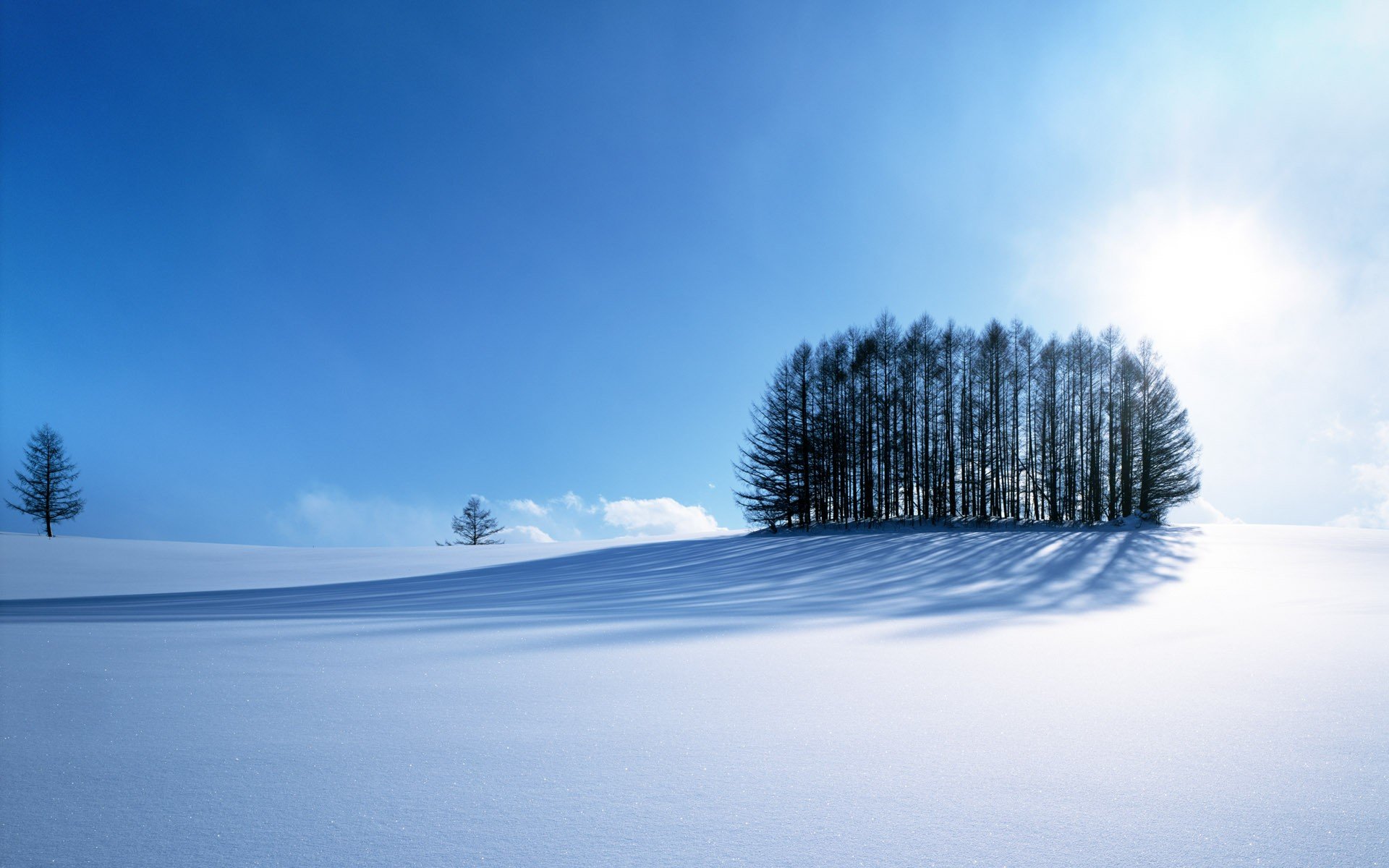 neige hiver arbres