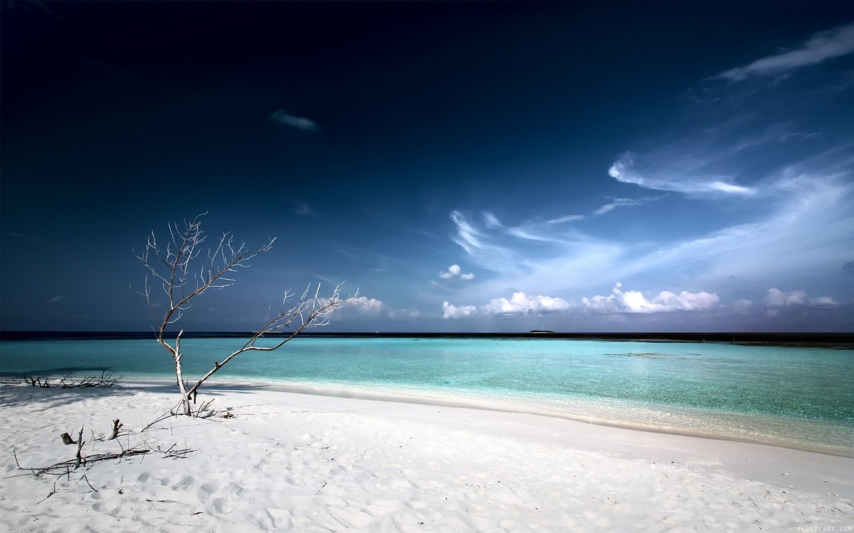 white sand beach lagoon tree