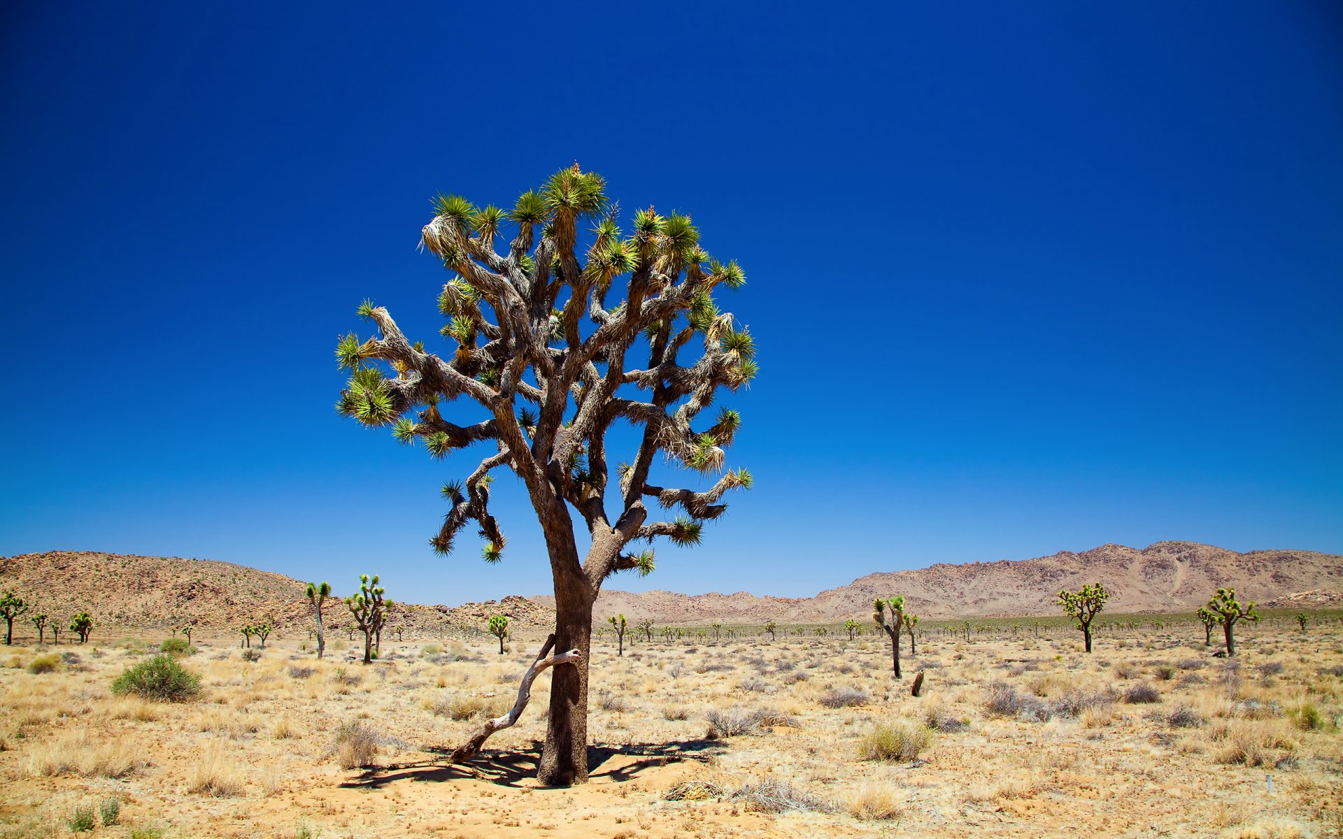 árbol de joshua cielo árboles desierto parque nacional del árbol de joshua árbol de joshua