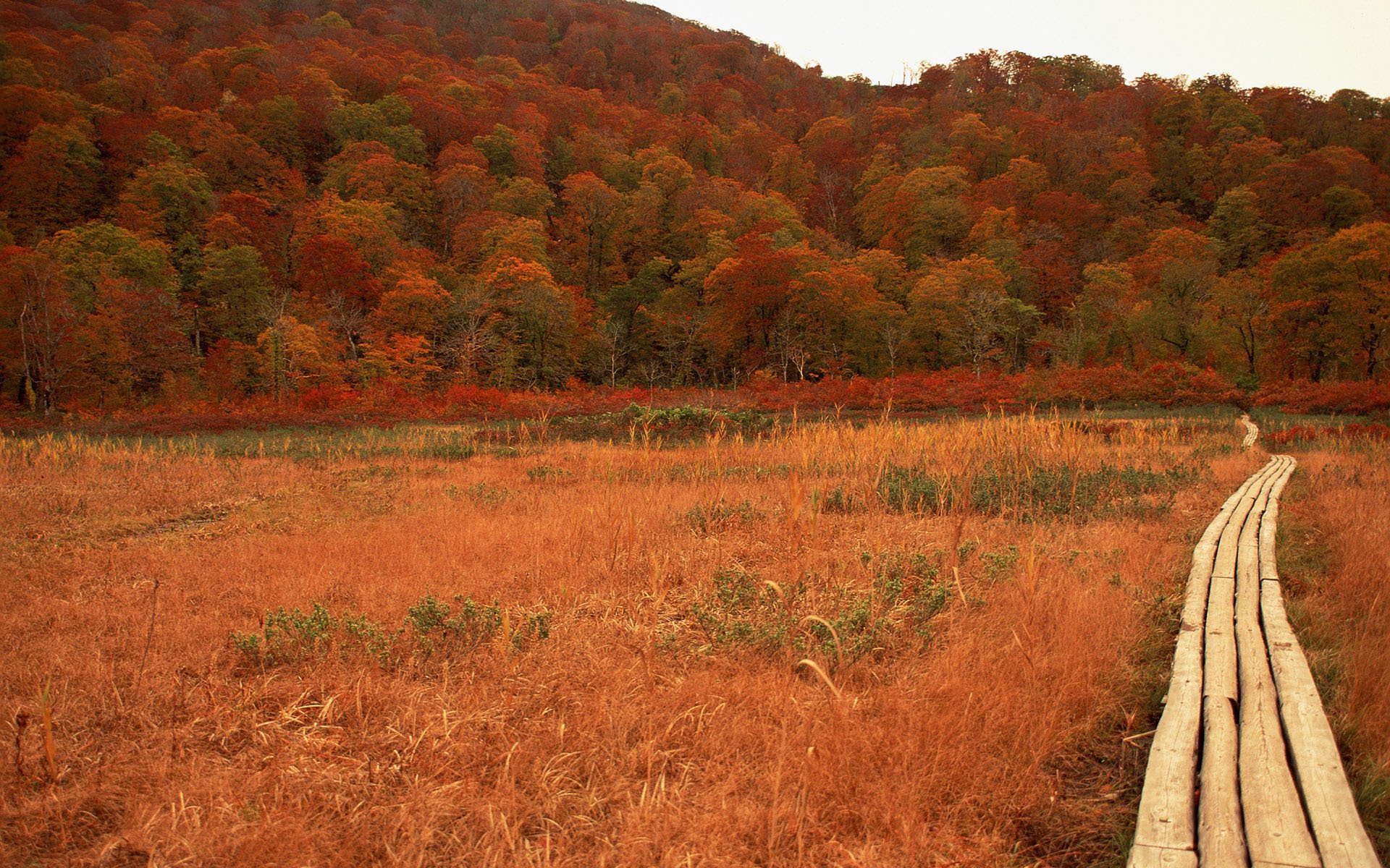 automne route japon