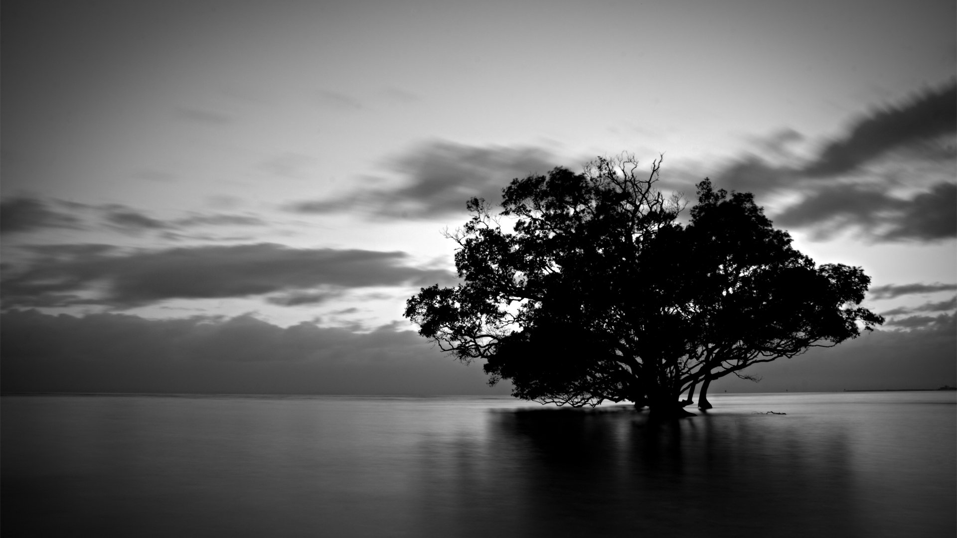 naturaleza madera agua nubes blanco y negro