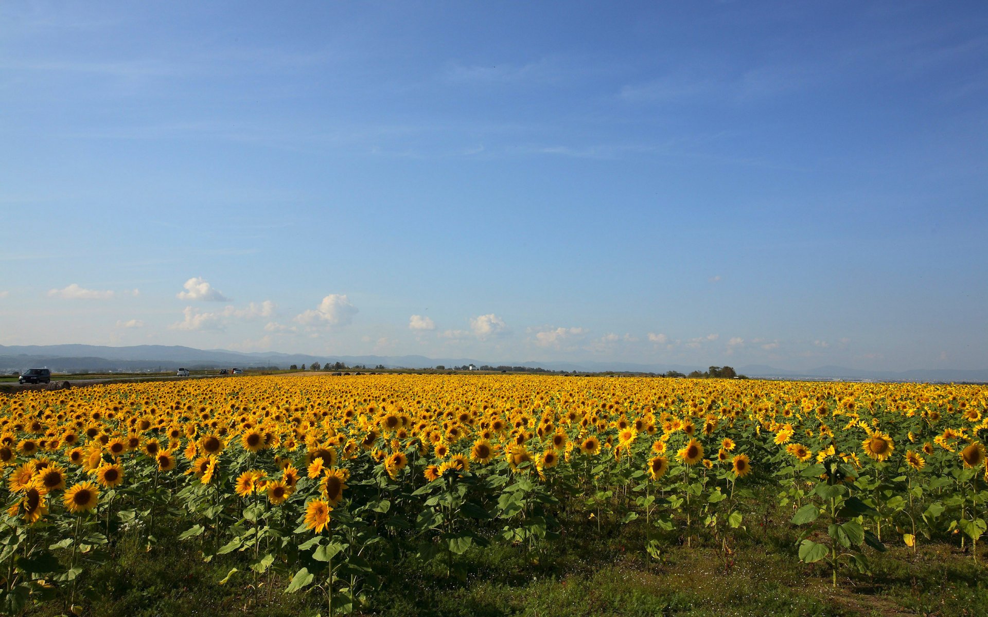 unflowers the field