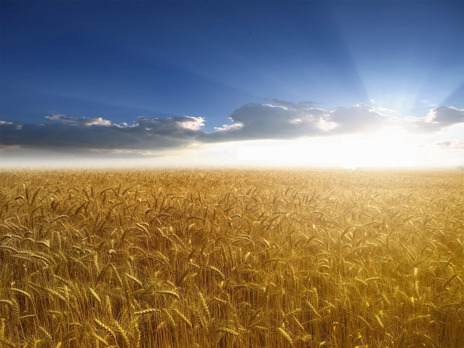 feld weizen sonne strahlen himmel