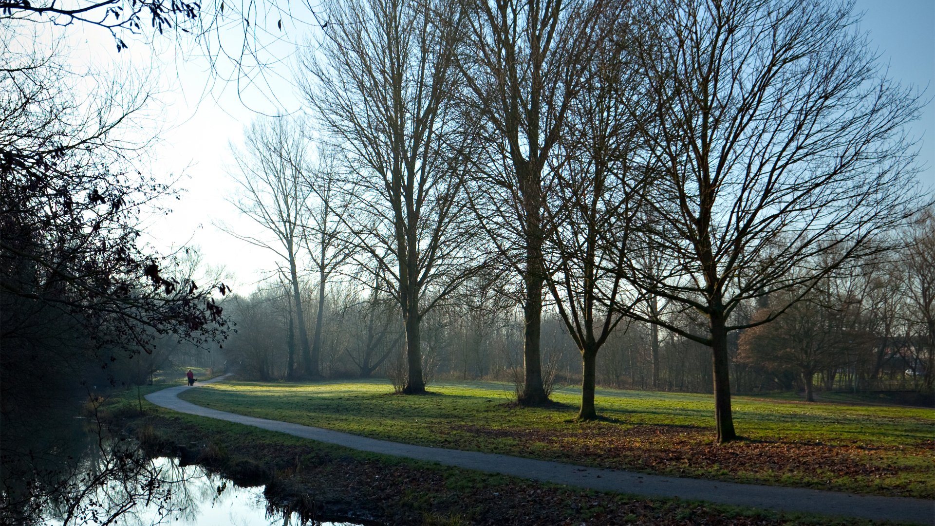 trail tree morning