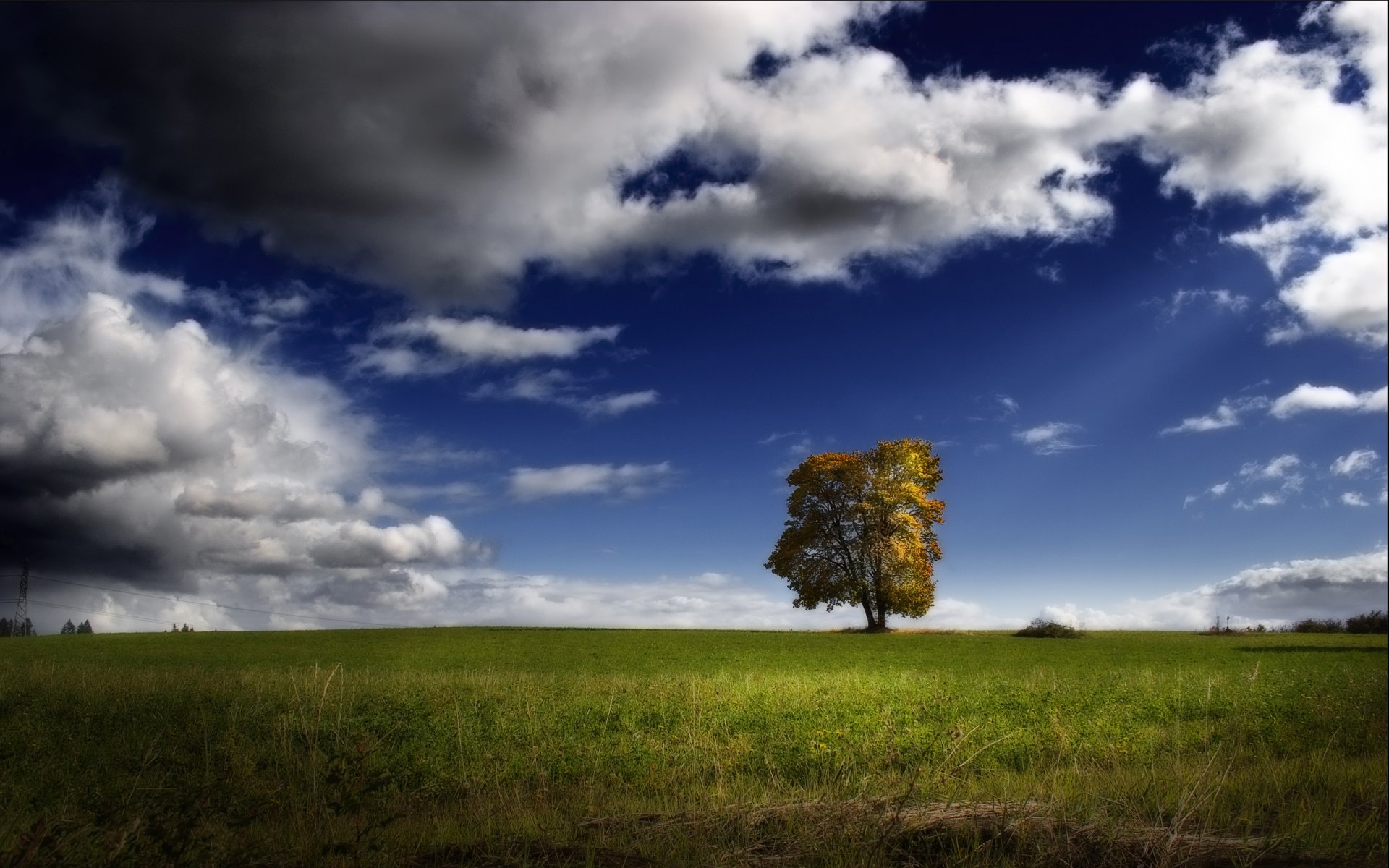 tree sky the field