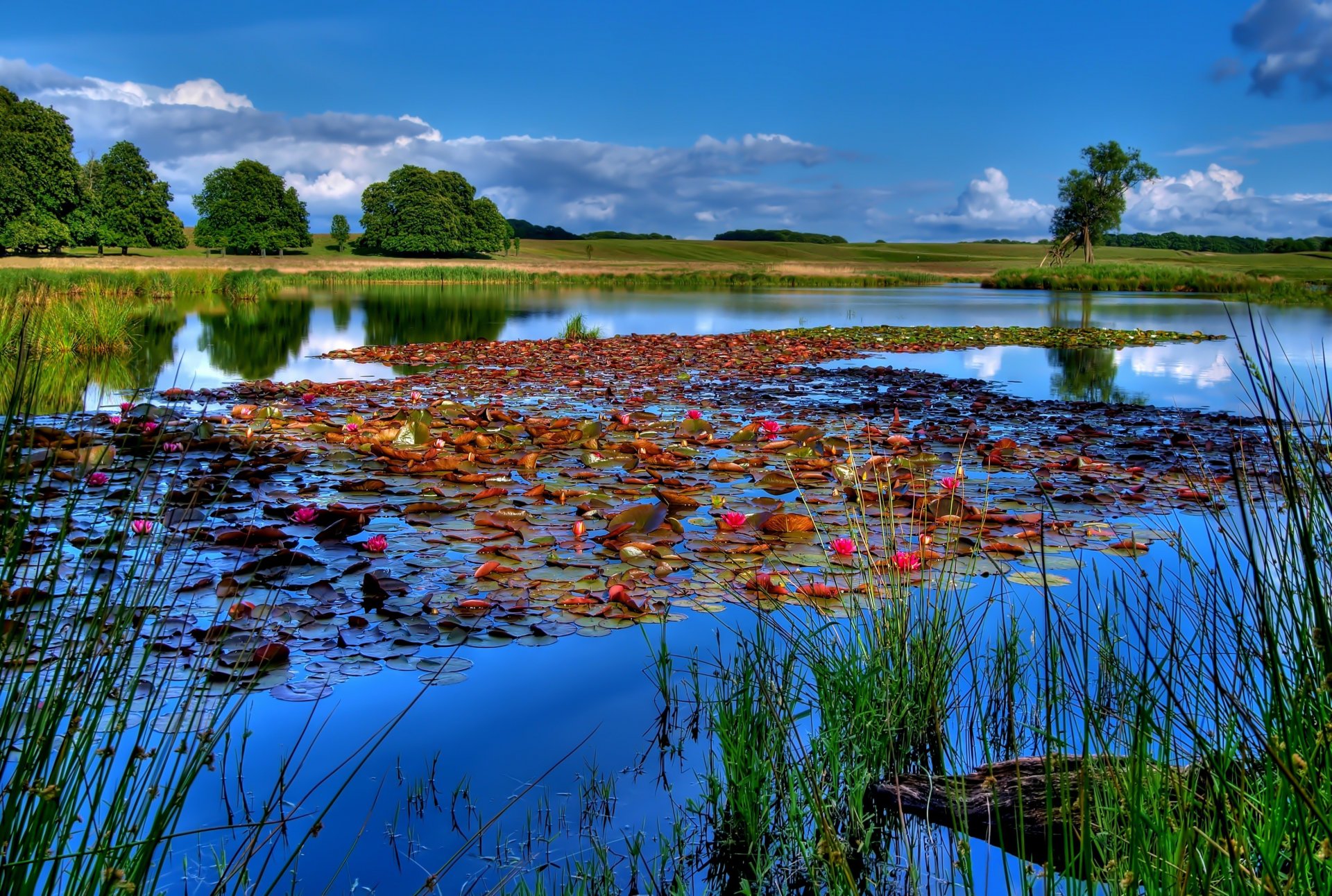 paisaje lago río cielo pesca lirios agua