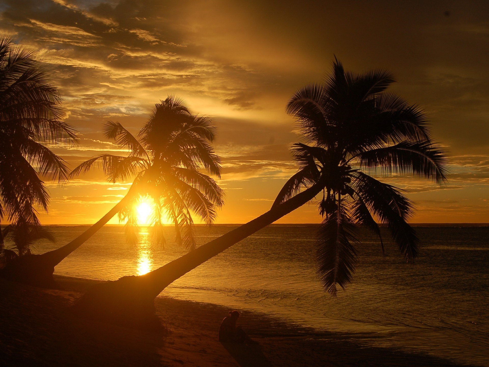 plage palmiers nature