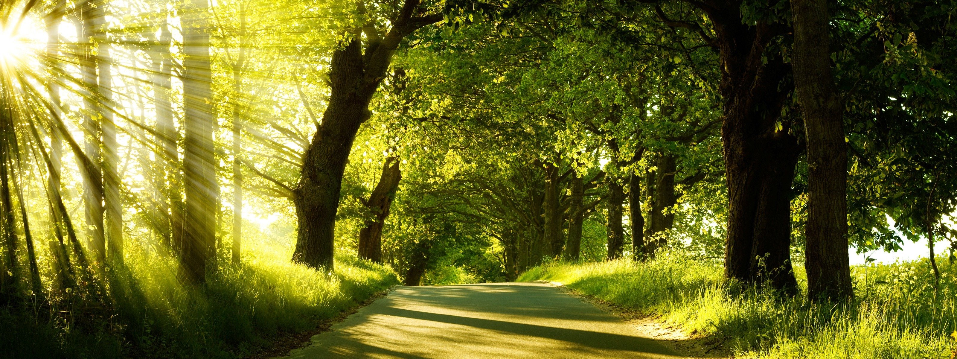 moment de silence forêt route lumière