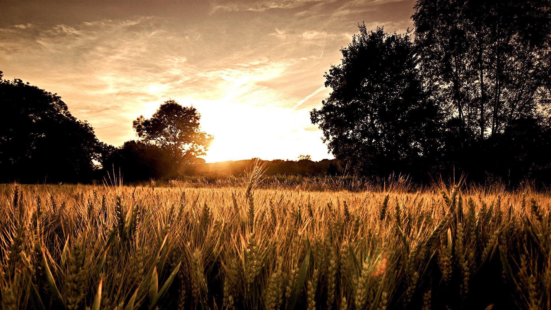 campo salida del sol árboles