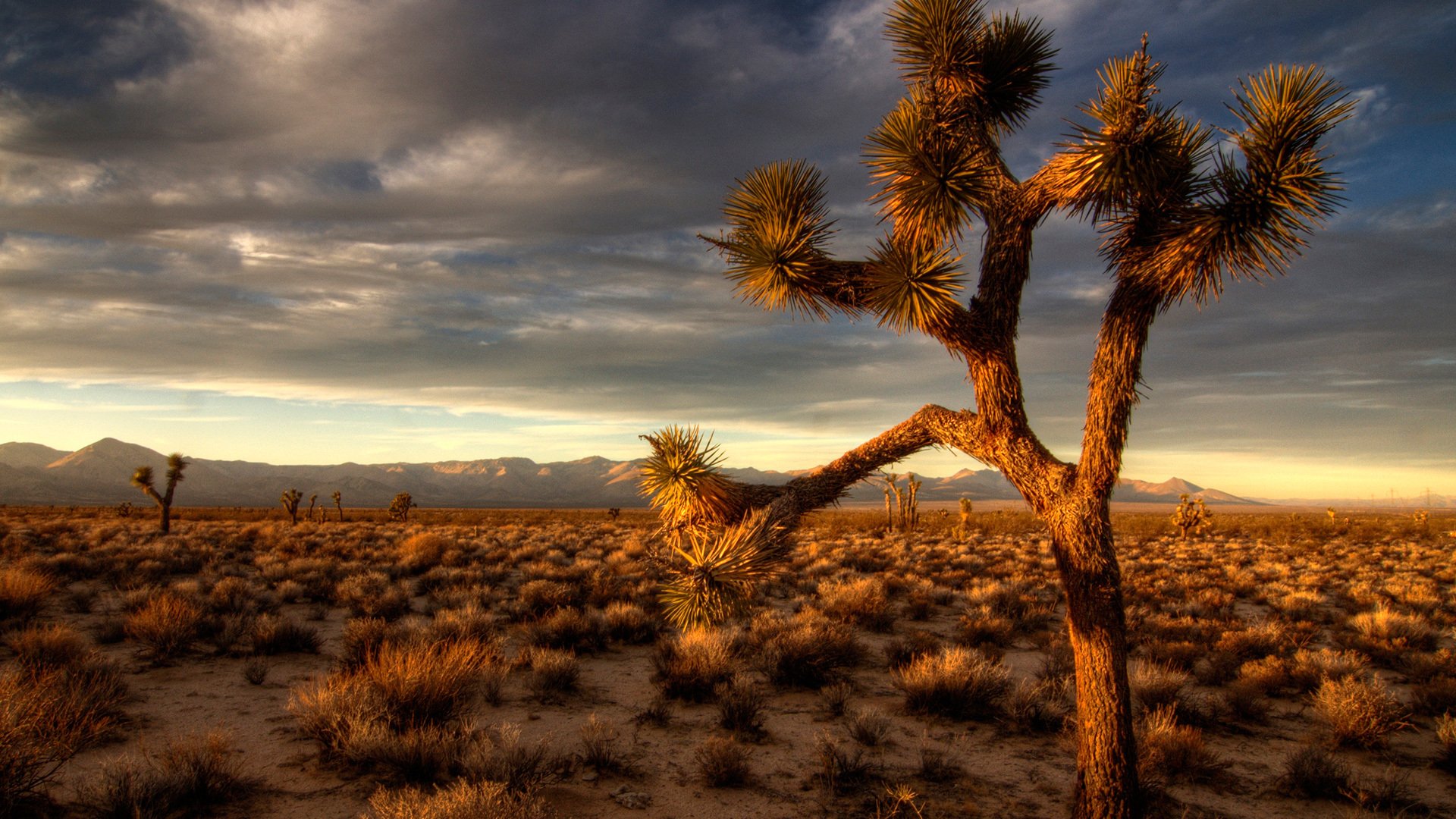 desierto naturaleza noche