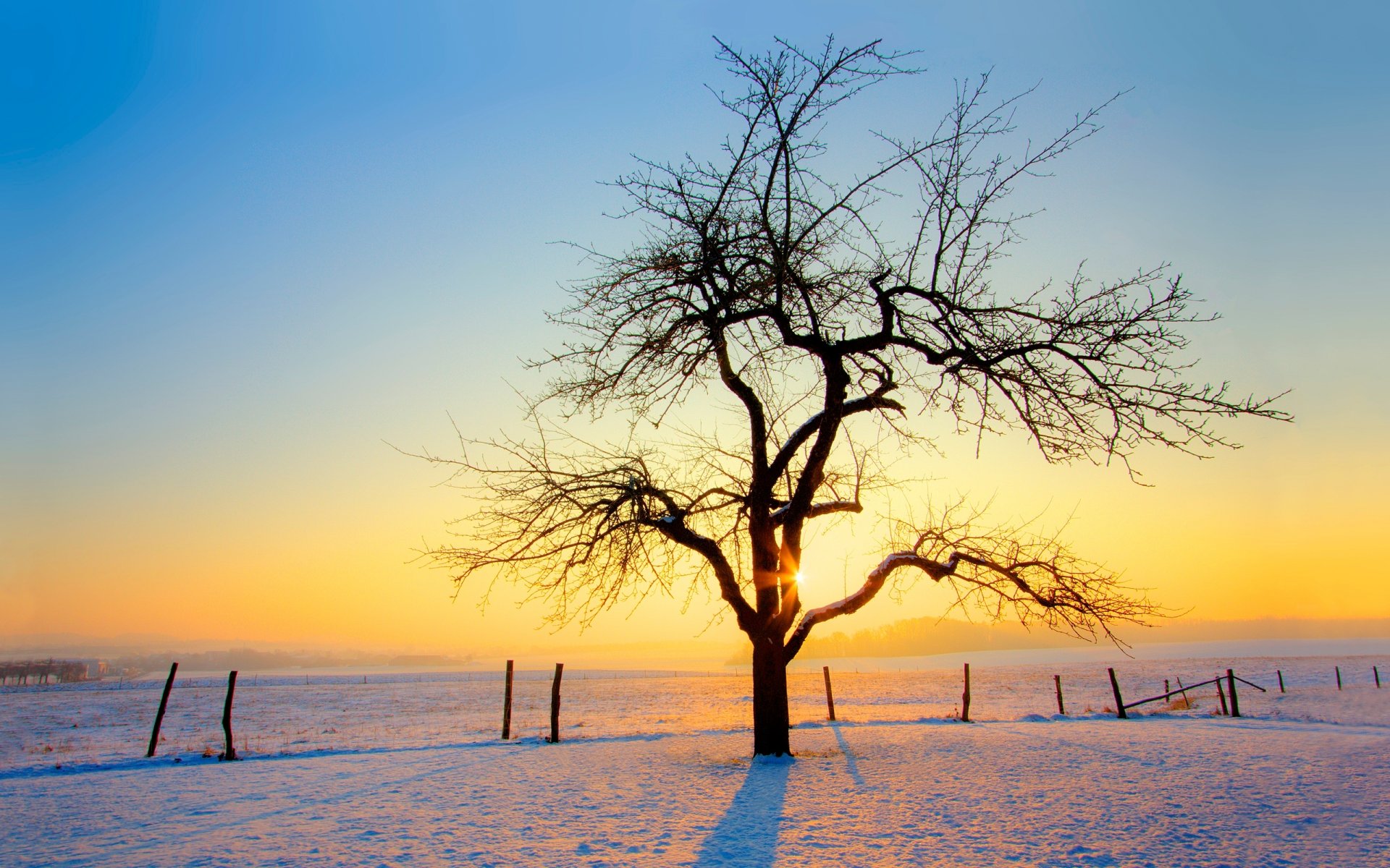 hiver arbre neige coucher de soleil