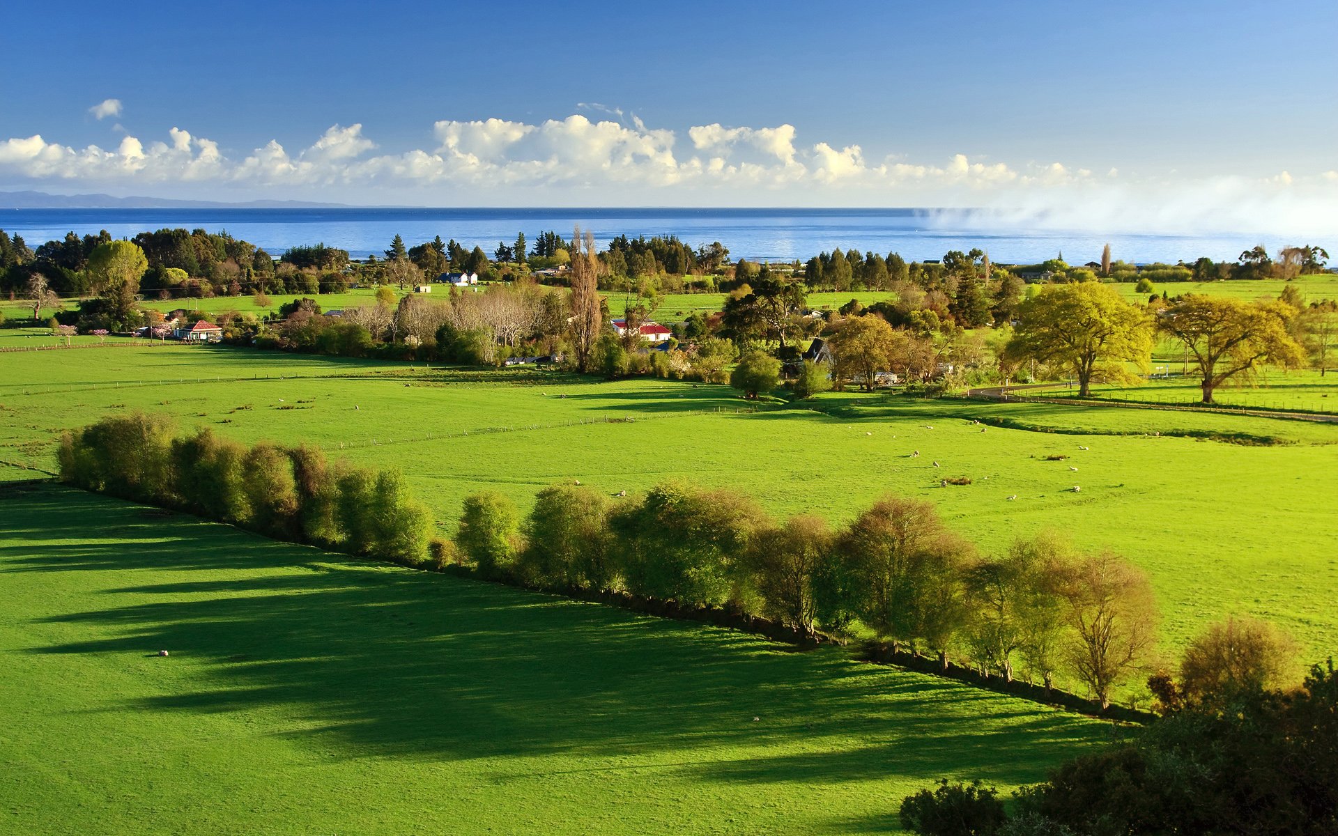 green grass tree sea