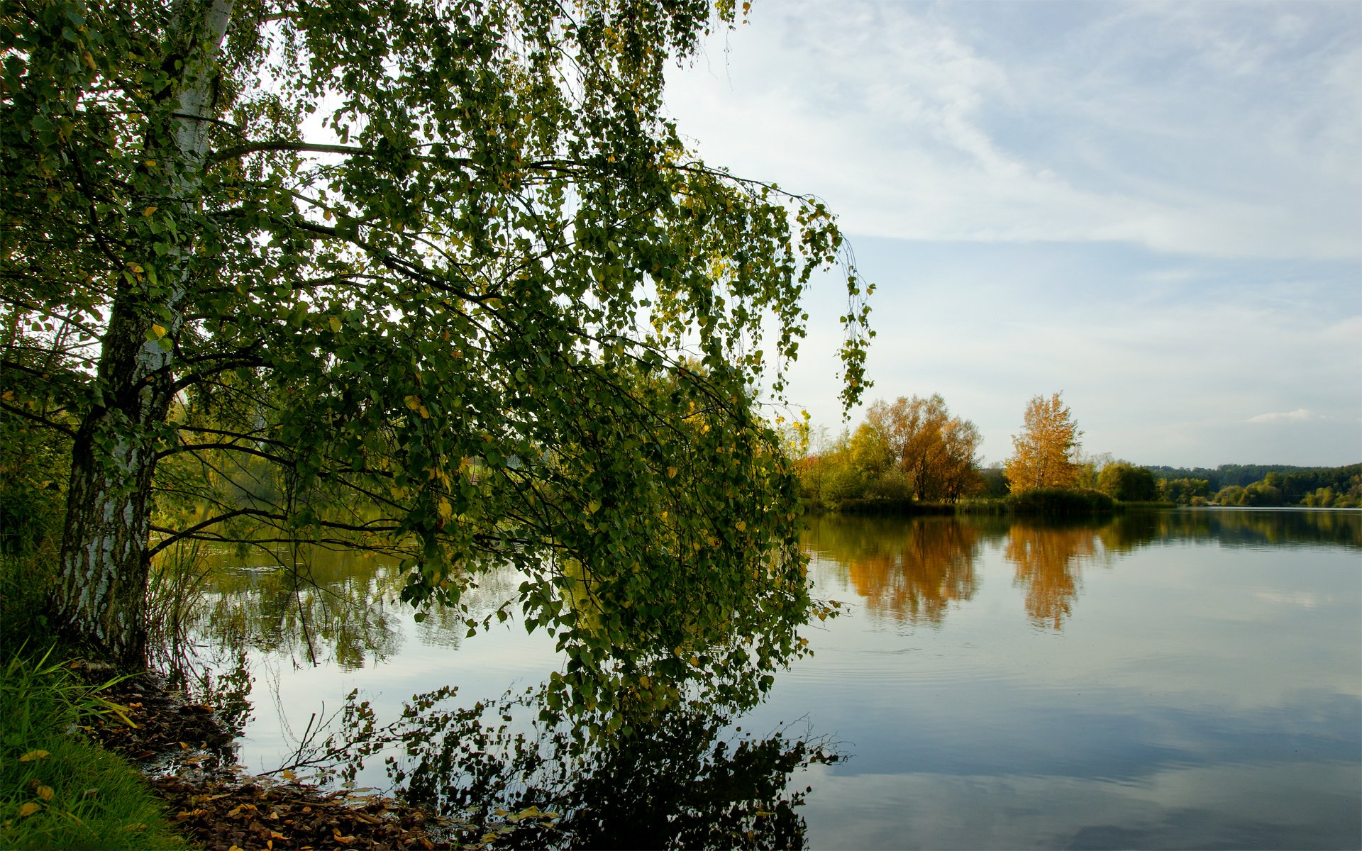 jesień brzoza jezioro las