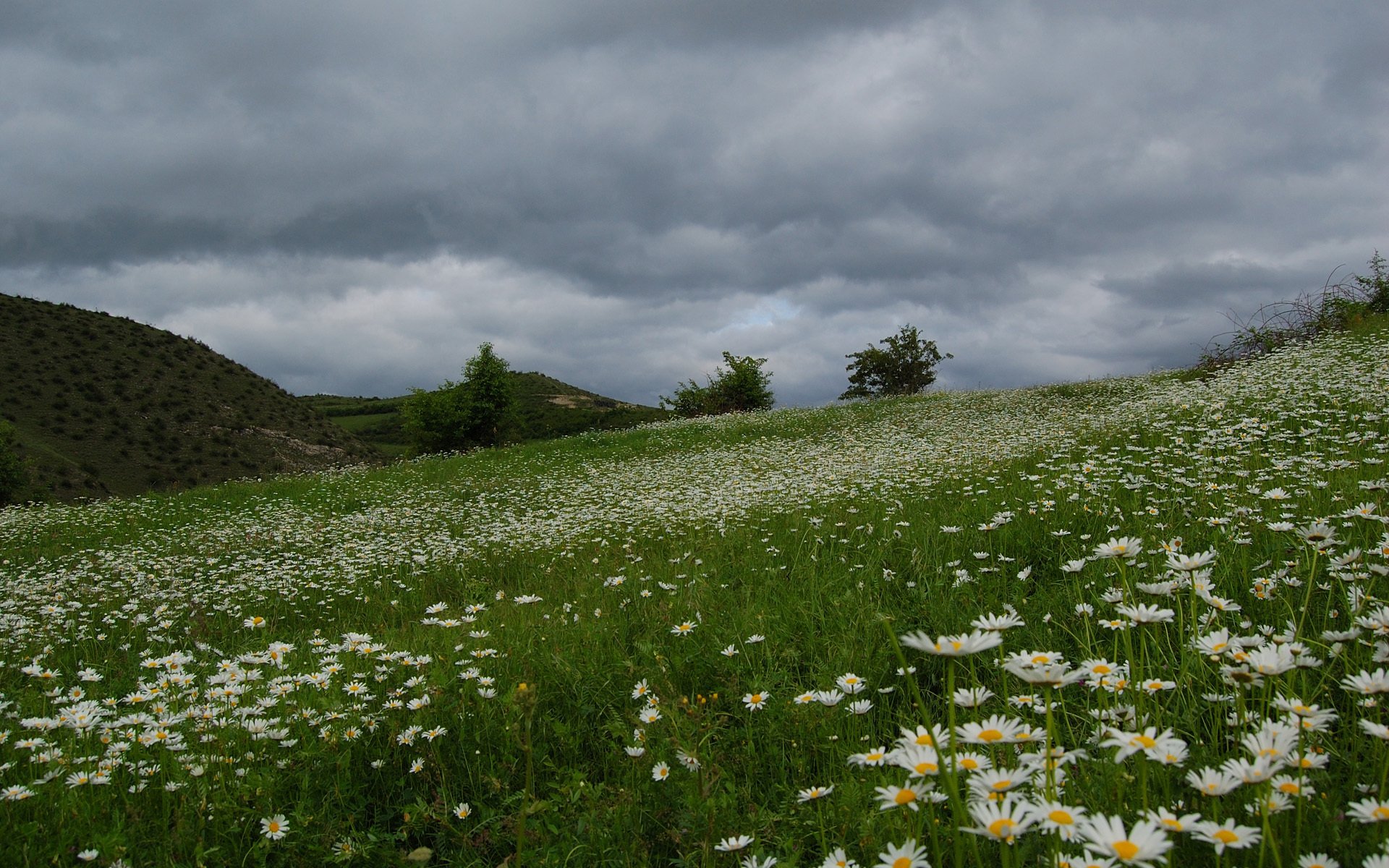 beautiful the field chamomile