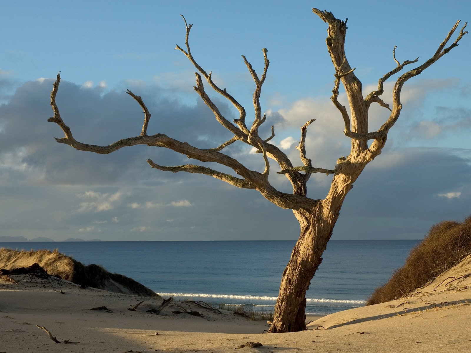 new zealand tree sand