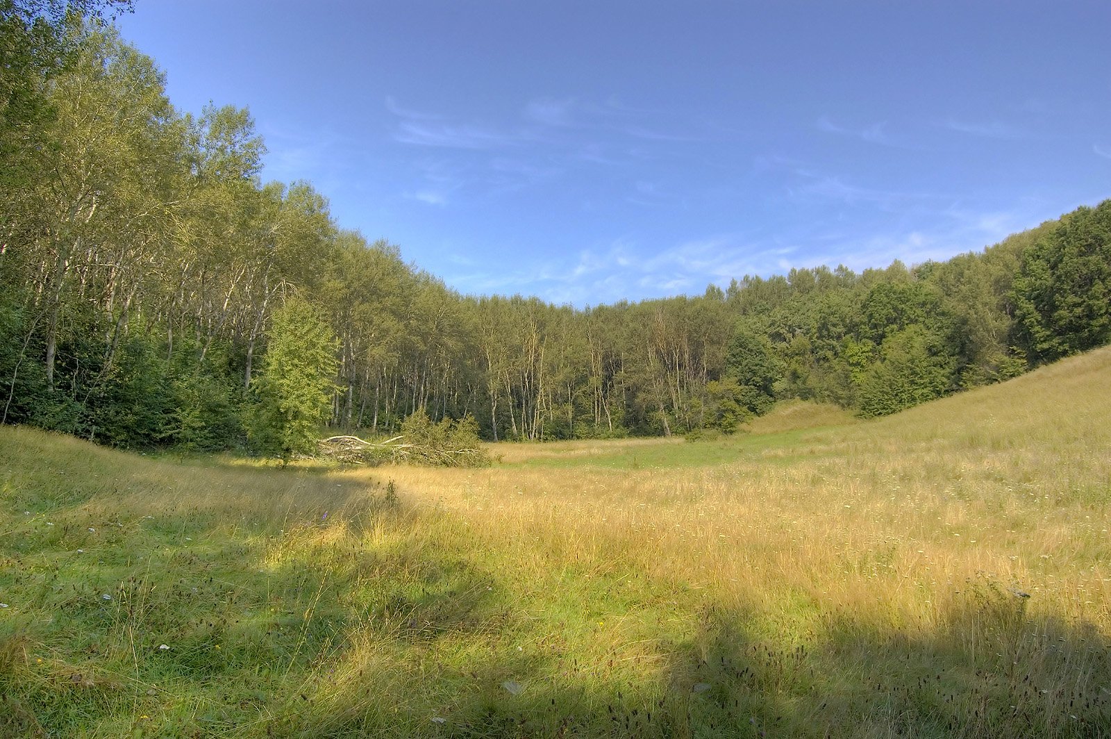 foresta erba alberi