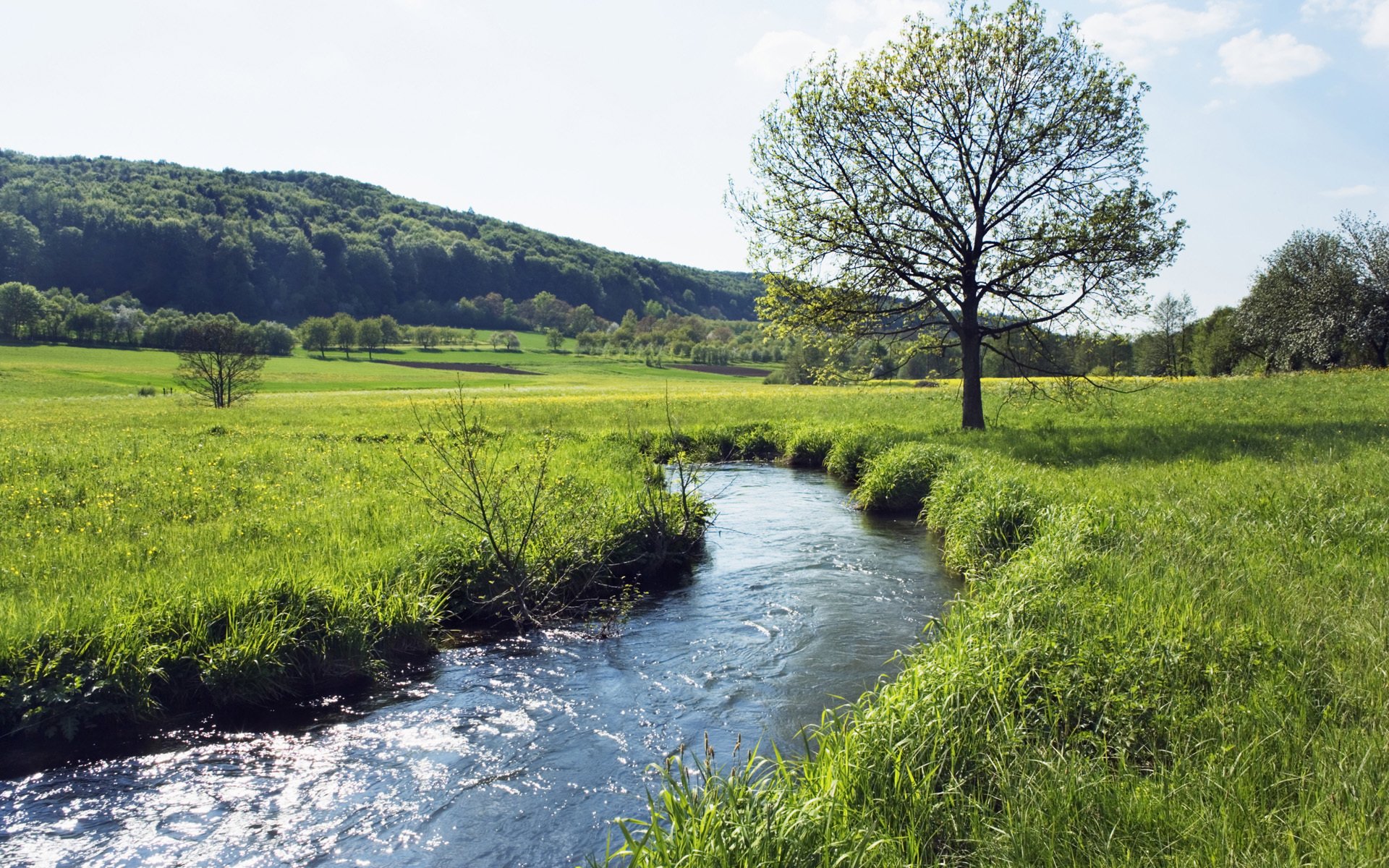 feld sommer bach gras