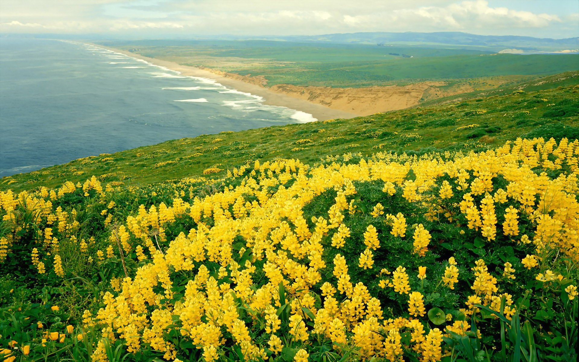 natura panorama mare fiori