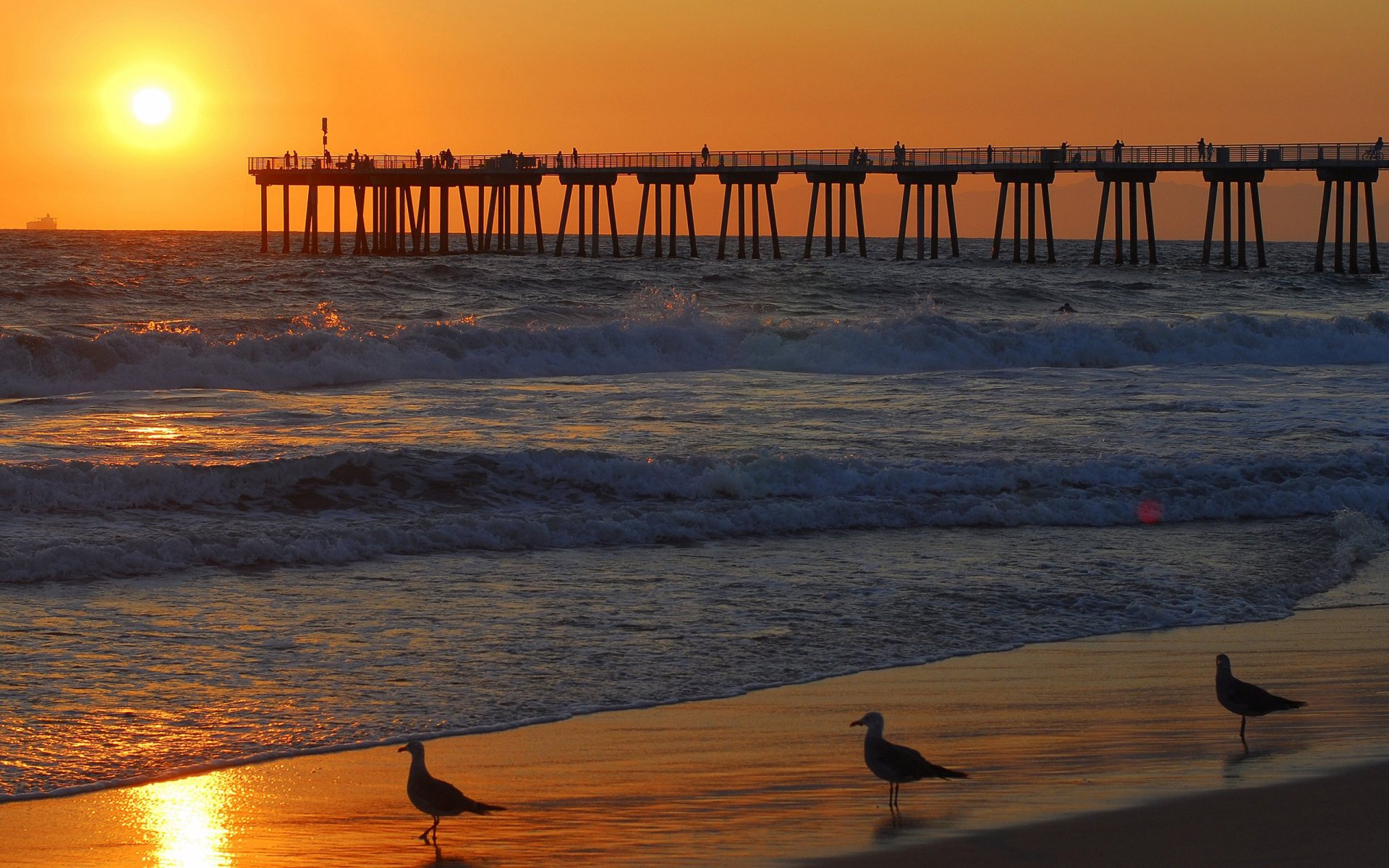 pier gulls sunset