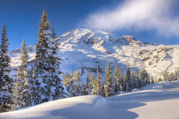 Neige blanche sur les arbres dans les montagnes