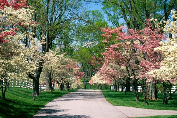 Fleurs de cerisier de printemps dans l allée