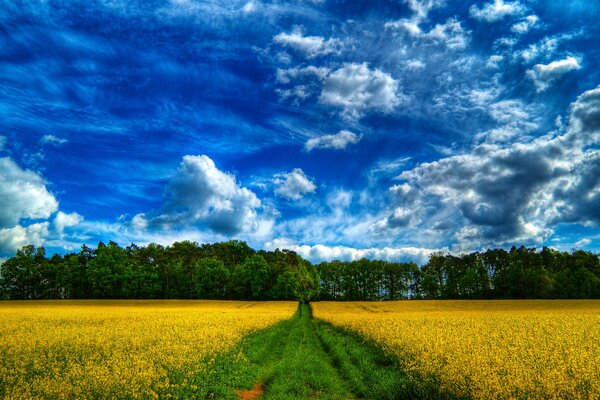 Sentier vert dans la forêt au milieu du champ jaune