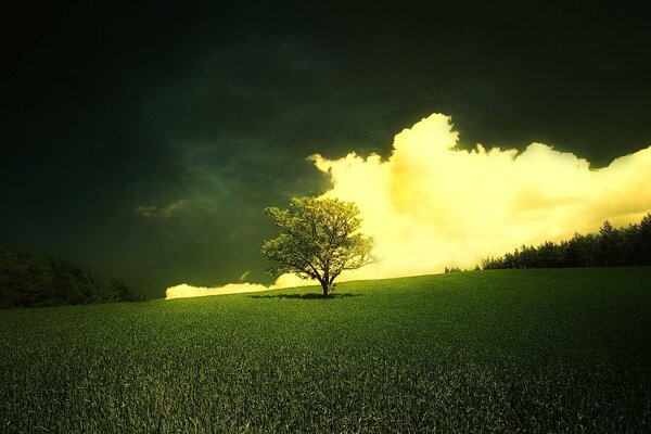 Wolke über einem einsamen Baum auf einer Wiese