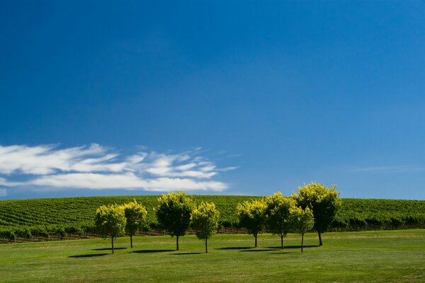 Pradera con árboles contra el cielo