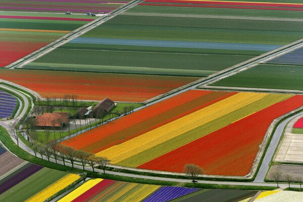 Helle Tulpenfelder in den Niederlanden