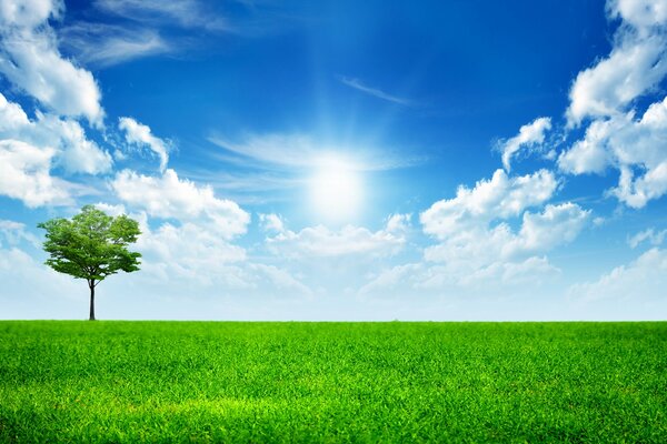 A lonely tree in a meadow in summer