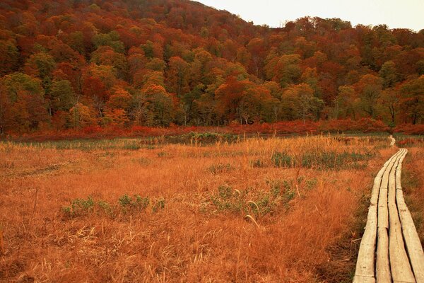 A road in a field against the background of an autumn forest