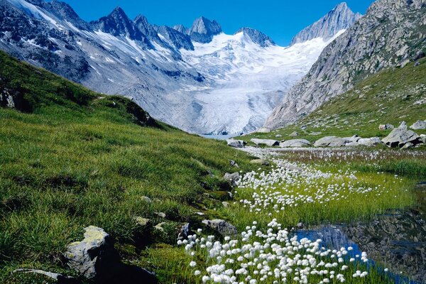 Tal mit Blumen auf dem Hintergrund der Berge der Schweiz