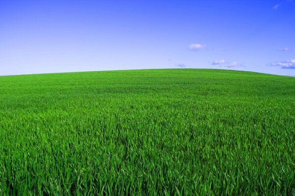 Unendliches grünes Feld unter blauem Himmel