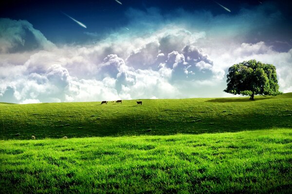 Three cows, a green meadow, magical clouds