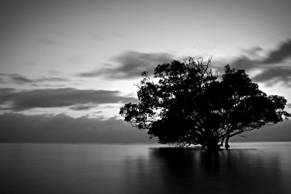 Imagen en blanco y negro de un árbol en medio de un lago