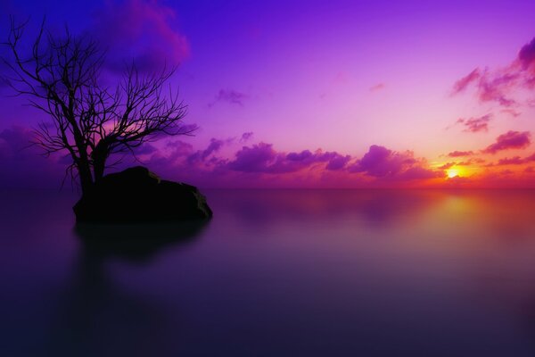 Ein Baum auf dem Hintergrund eines schönen Sonnenuntergangs in lila Farben