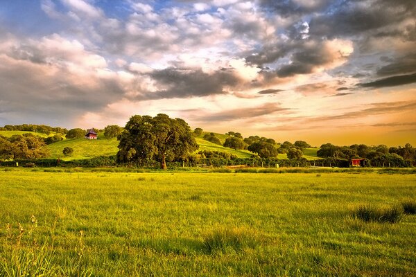 A field with green grass and trees