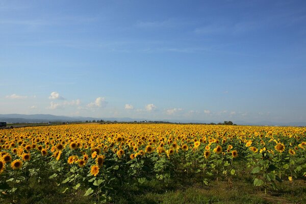 Russland, Sonnenblumenfeld in der Region Rostow