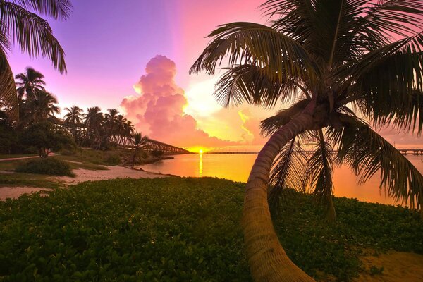 Zdjęcie plaży zachodu Słońca i palm na Florydzie