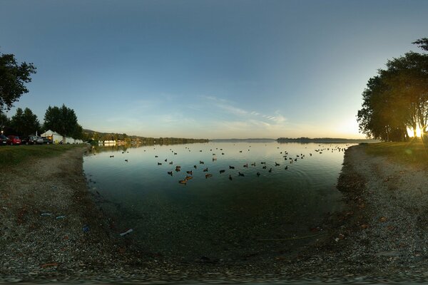 Lago scuro con anatre galleggianti