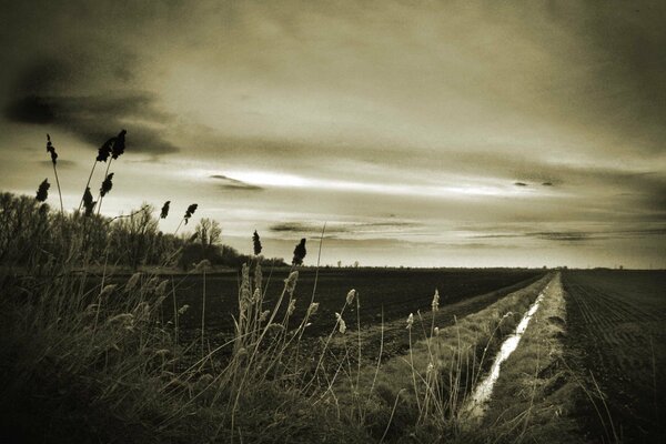 Camino a un campo con hierba y árboles